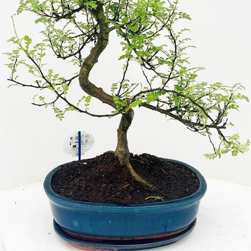 Zanthoxylum piperitum