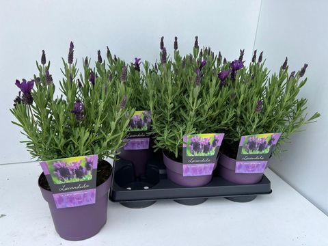 Lavandula stoechas 'Great Adventure'