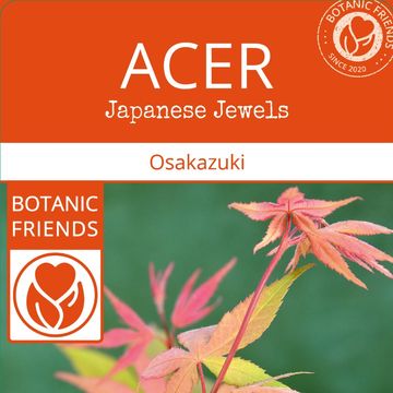 Acer palmatum 'Осаказуки'