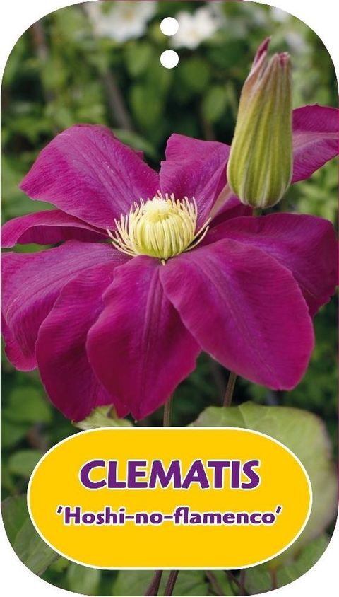 Clematis 'Hoshi-no-flamenco' (LL)