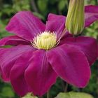 Clematis 'Hoshi-no-flamenco' (LL)