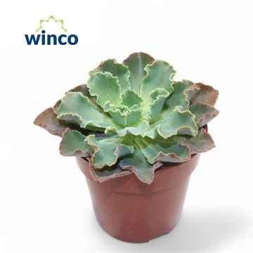 Echeveria shaviana