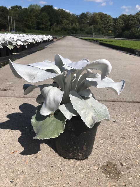 Senecio candicans ANGEL WINGS — Plant Wholesale FlorAccess