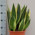 Sansevieria 'Canary'