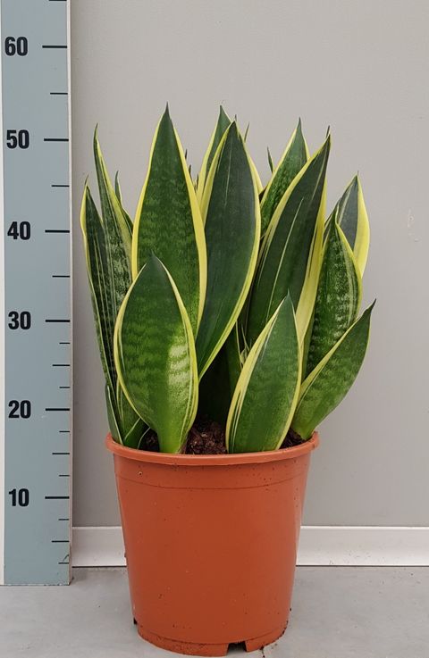 Sansevieria 'Canary'