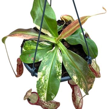 Nepenthes 'Gaya Variegata'