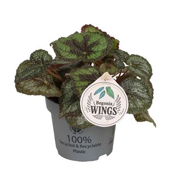 Begonia masoniana