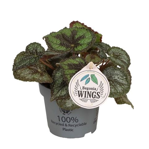 Begonia masoniana