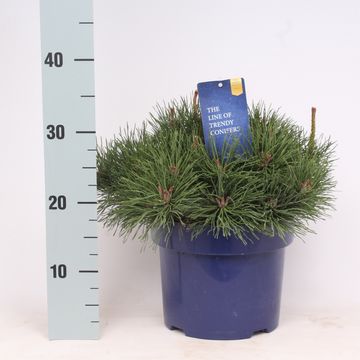 Pinus mugo pumilio