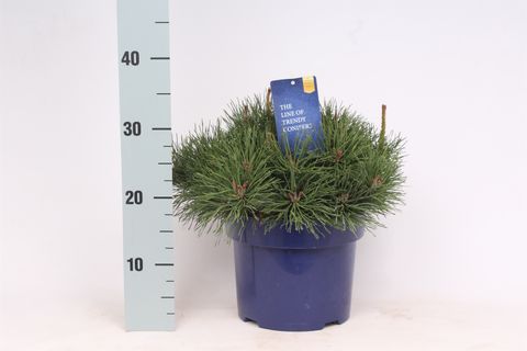 Pinus mugo пумилио