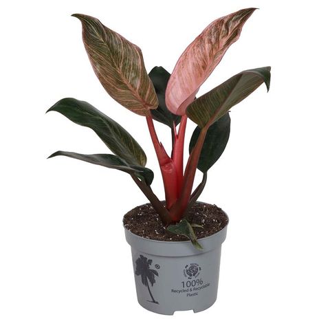 Philodendron PINK BIKINI