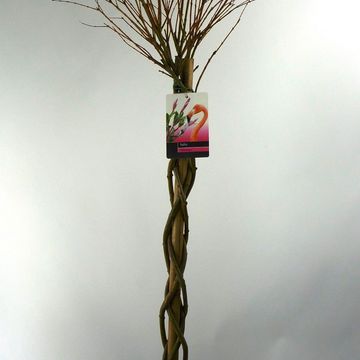 Salix gracilistyla 'Mt. Aso'