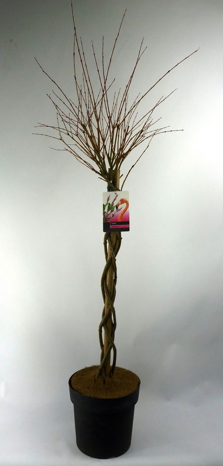 Salix gracilistyla 'Mt. Aso'