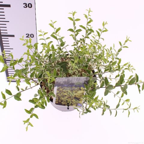 Ligustrum ibota MUSLI