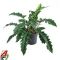 Philodendron 'Narrow Escape'