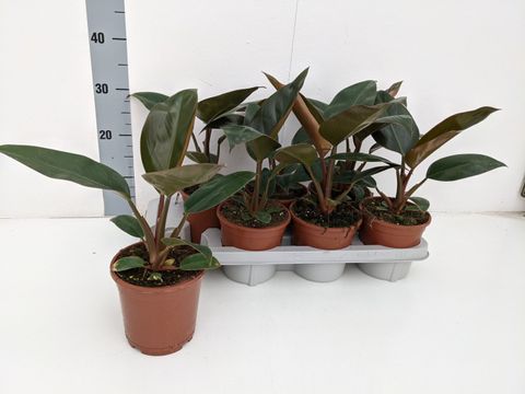 Philodendron 'Red Congo'