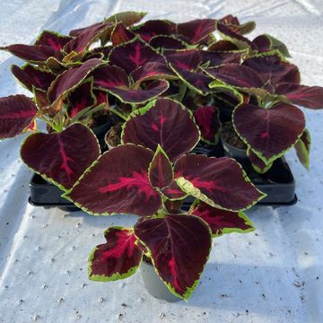 Coleus MIX