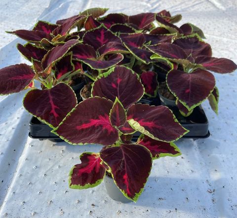 Coleus MIX