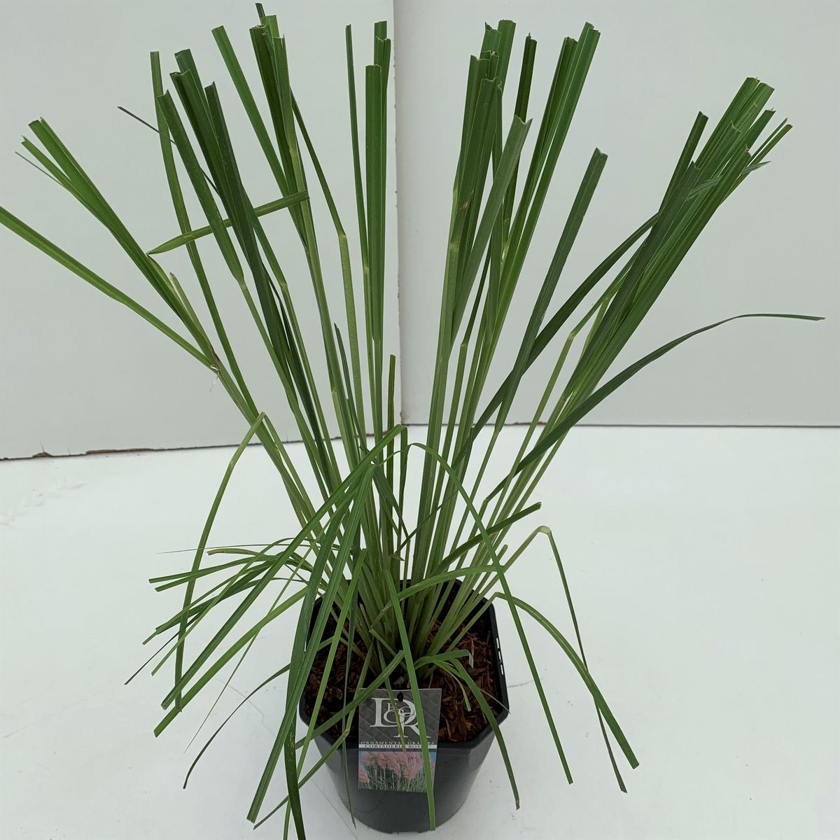 Cortaderia selloana 'Rosea' — Kasvien tukkumyynti FlorAccess