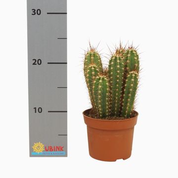 Neoraimondia herzogiana