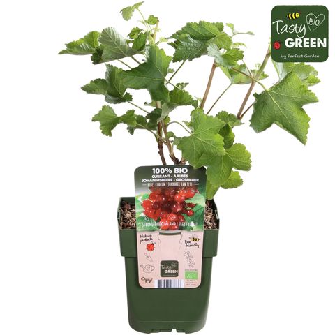 Ribes rubrum 'Jonkheer van Tets'