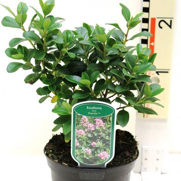 Escallonia laevis PINK ELLE