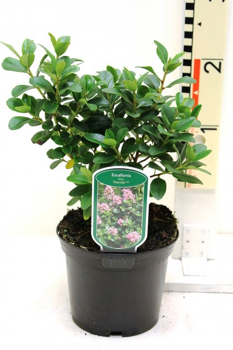 Escallonia laevis PINK ELLE