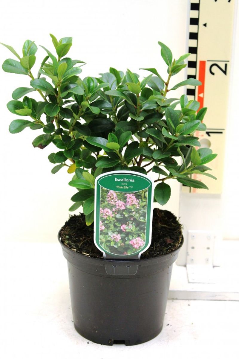 Escallonia laevis PINK ELLE — Plant Wholesale FlorAccess