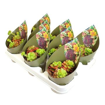 x Sedeveria 'Letizia'