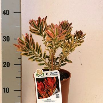Leucadendron 'Jester'