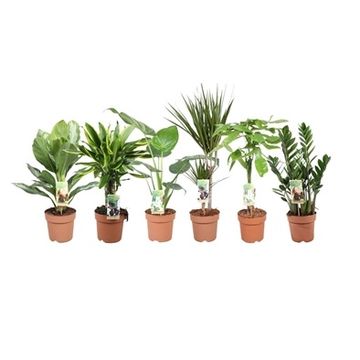 Plantas o interior MIX