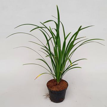 Liriope muscari EMERALD GODDESS