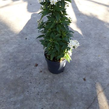 Solanum jasminoides