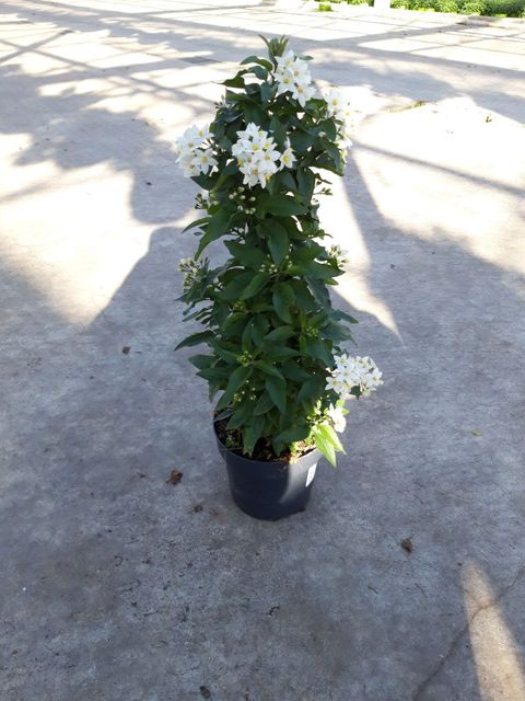 Solanum jasminoides