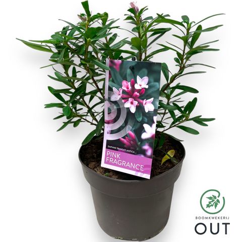 Daphne x transatlantica PINK FRAGRANCE