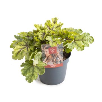 Heuchera INDIAN SUMMER GREEN