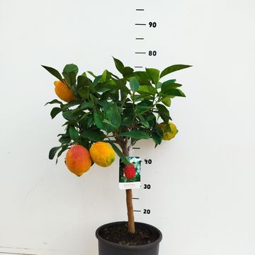 Citrus x limon 'Rosso'