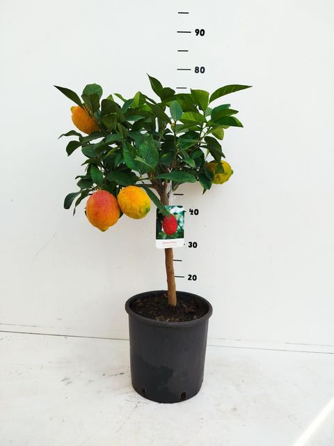 Citrus x limon 'Rosso'