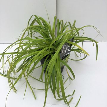 Carex oshimensis EVERCOLOR EVERILLO