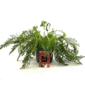 Achillea millefolium 'Cerise Queen'