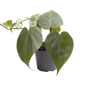 Philodendron scandens