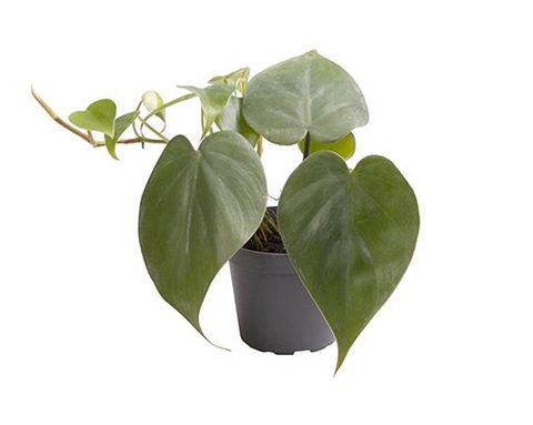 Philodendron scandens