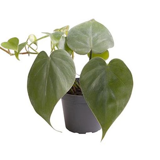 Philodendron scandens