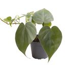 Philodendron scandens