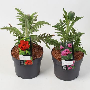 Papaver orientale 'Pink Perfection'