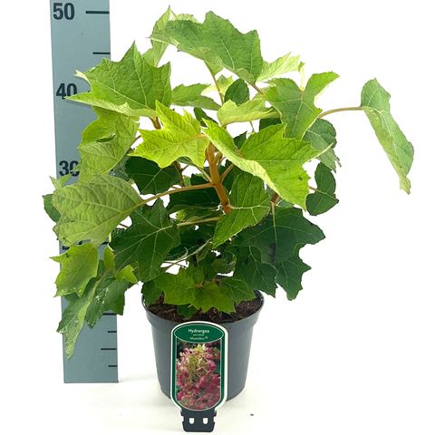 Hydrangea quercifolia 'Munchkin'