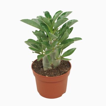 Pachypodium saundersii