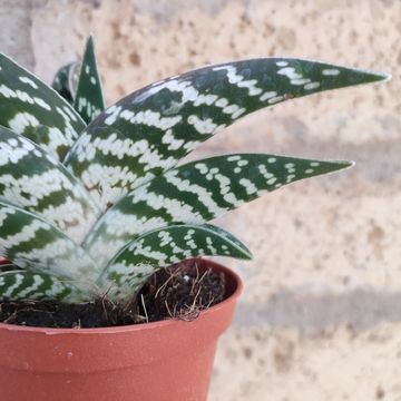 Aloe variegata 'Compacta'