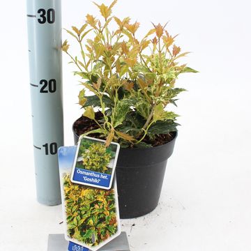 Osmanthus heterophyllus 'Goshiki'