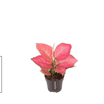 Aglaonema 'Raspberry Love'